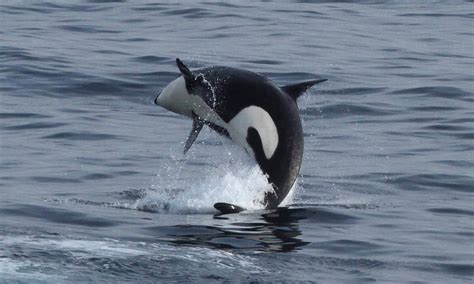 Reducing noise impacts on Southern Resident Killer Whales from …