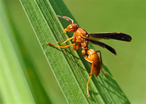 Male <b>red </b>wasps start to accumulate in these nests once the female <b>red </b>wasps have left. . Redwaep