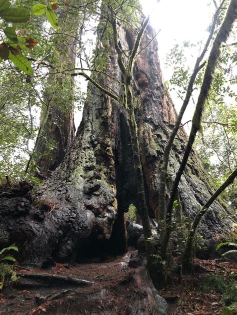 Redwood National Park Day Trip Guide - Angie Away