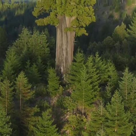 Redwood Trees: Learn About the Tallest Trees in the World