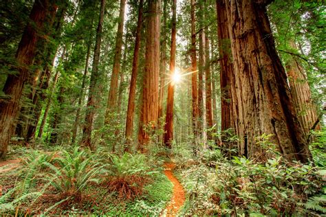 Redwoods Photo Gallery, Redwoods Pictures, Redwoods Forests …