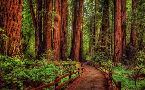 Redwoods Royalty Free Stock