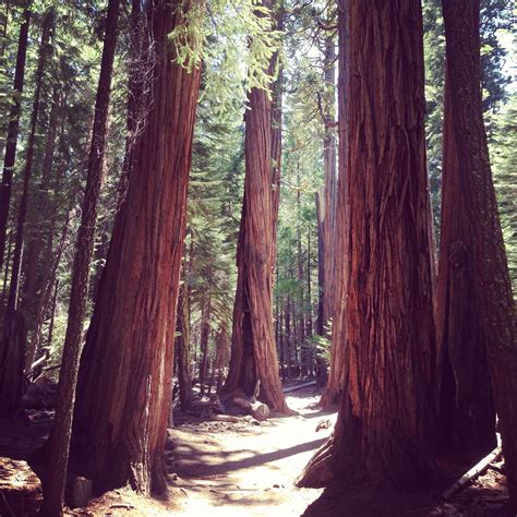 Redwoods in yosemite. The Redwoods In Yosemite, Wawona, California. 23,178 likes · 15 talking about this · 10,256 were here. 120 Year-Round Vacation Homes, Wedding and Event Center inside Yosemite National Park, all... 