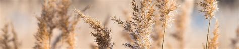 Reedbeds - Buglife