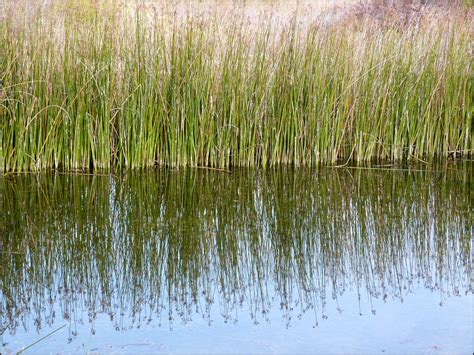 Reeds stock. Things To Know About Reeds stock. 
