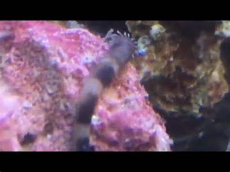 Reef Tank Hitchhiker ID - Peanut Worm - YouTube