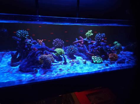 Reef brite moonlight. com.  Find many great new & used options and get t...