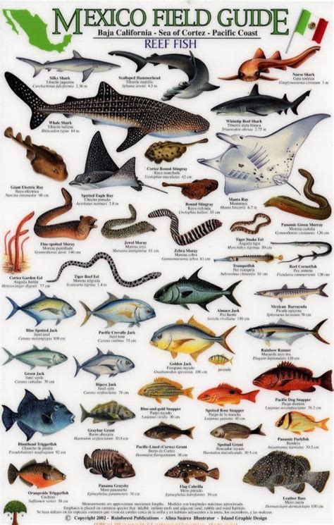 Reef fish baja california sea of cortez pacific coast mexico field guides. - Iso guide 65 iso 17065 transition plan.