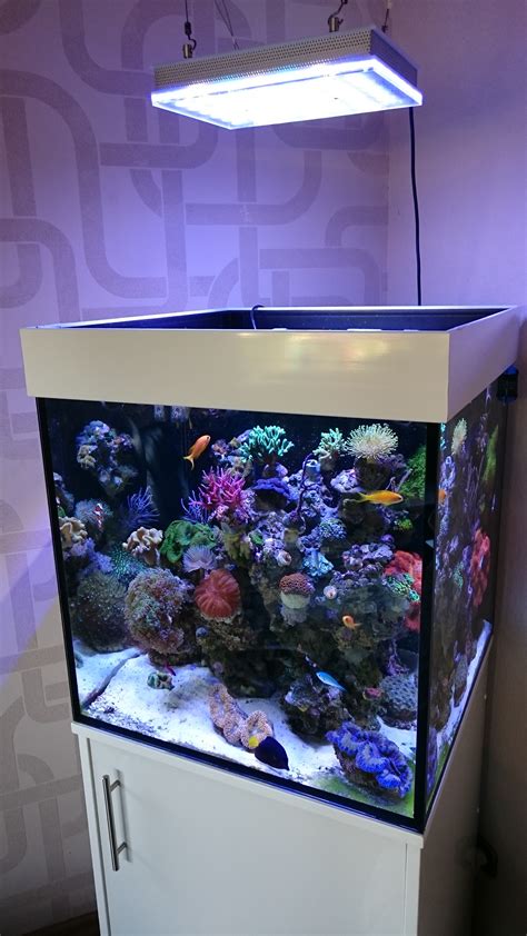 Reef tank aquarium. Reef tanks are typically wide, front to back, to accommodate lots of rock work, growing corals and to better offer the illusion of being underwater in the ocean ... 