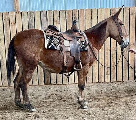 Reese Bros / TN Mule Sales Releases Early Consignments