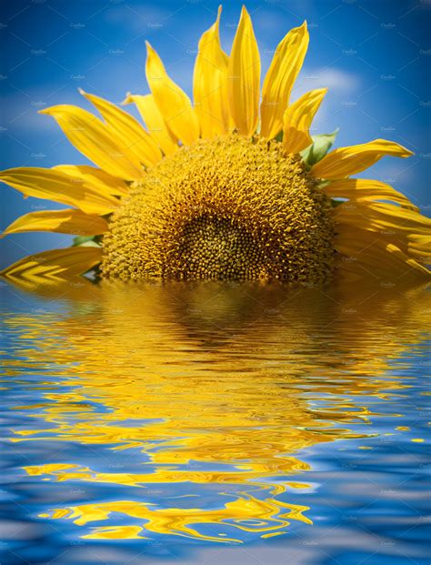 Reflections of Sunflowers