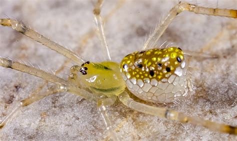 Banana spiders are different things to different people. HowStuffWorks looks at the trouble with common names. Advertisement Have you ever been on a walk with a friend, and you pass a big spider sitting in the center of a web? Maybe you exp.... 