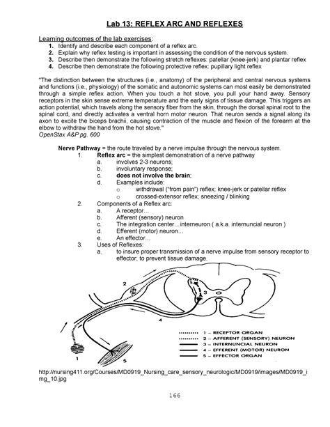 Reflex Arc And Reflexes Lab Answers