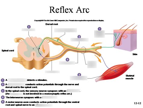 Reflex Arc Diagram Diagram Quizlet