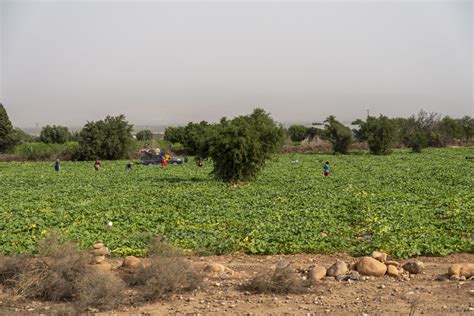 Reflexionen über feldarbeit in marokko kostenlos. - Botany for gardeners an introduction and guide.