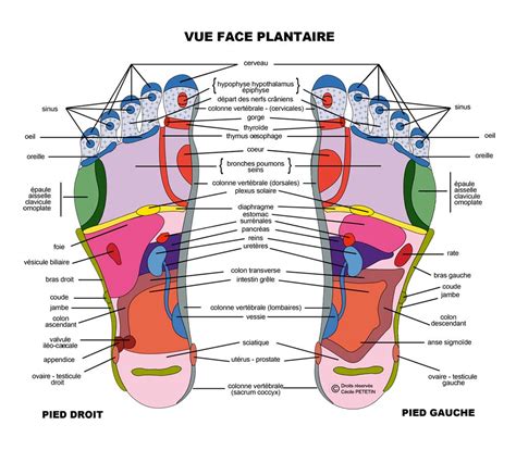 Reflexologue ou praticien en réflexologie plantaire à Auriol, 13390.