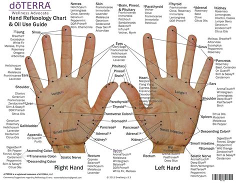 Reflexology Hand Chart Printable