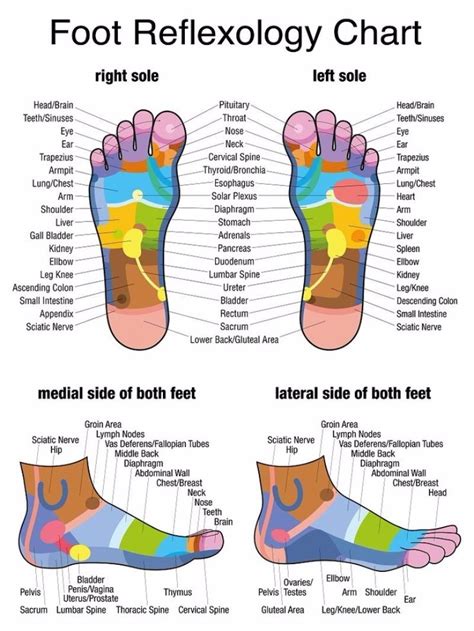 Reflexology for Beginners: Feet, part 1, an introduction to reflexology …