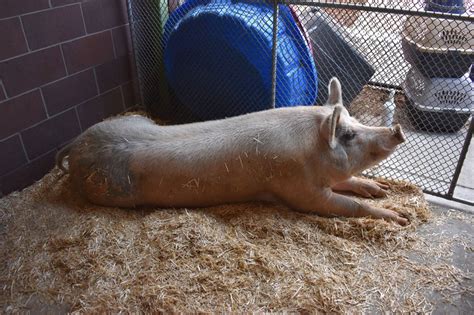 Reformed criminal needs a place to start his new life. Meet Fred, the outlaw pig from Aurora.