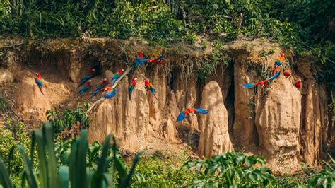 Refugio Amazonas Rainforest Expeditions