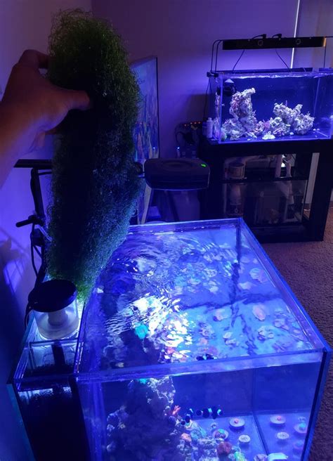 Refugium Lighting and Your Tank Refugium Education