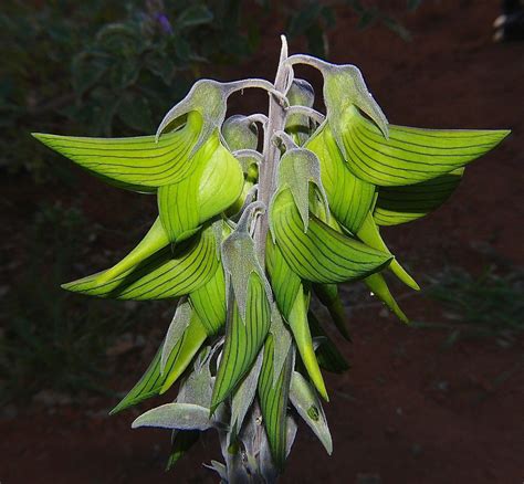 Regal Bird Flower - Etsy New Zealand