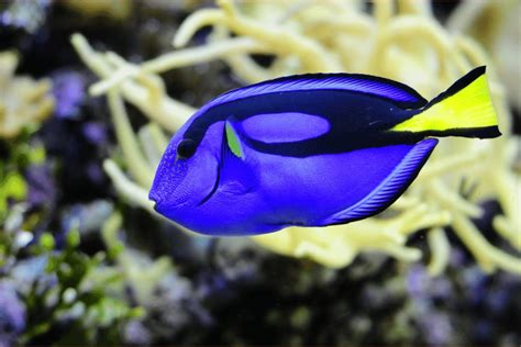 Regal Blue Tang - 9 Facts You Need To Know And Their Weird …