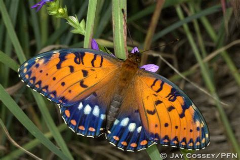 Regal Fritillary (Speyeria idalia) · iNaturalist