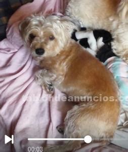 Regalo perro por no poder atender.  &iquest;Cu&aacute;l es la mejor manera de encontrar un perro q...