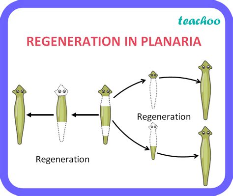 Regeneration - bio.umass.edu