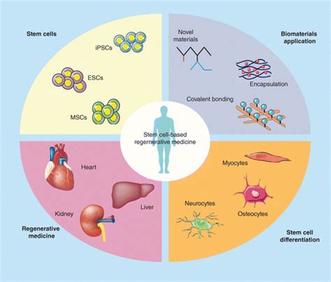 Regenerative Medicine Facilities and Expertise in Florida