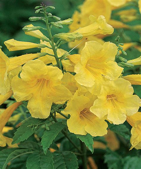 Regional Picks: Deer-Resistant Plants – Southern Plains