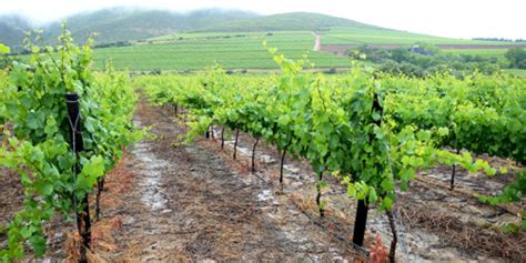 Regional Prerequisites: What It Really Takes To Grow Wine Grapes