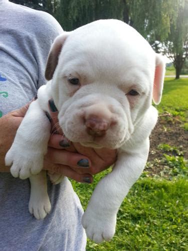 Registered American Bulldog Puppies For Sale