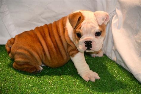 Registered Bulldog Puppies For Sale
