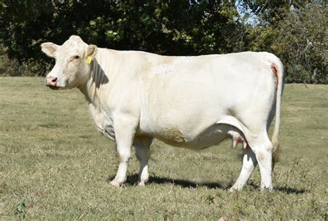 Registered Charolais Bulls - farm & garden - by owner - sale