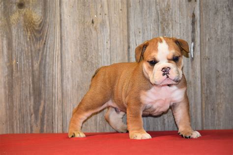 Registered English Bulldog Puppies For Sale