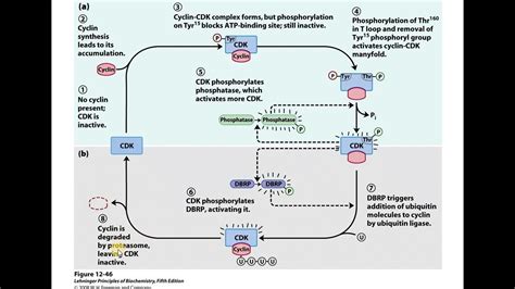 Regulation of CDKs by phosphorylation - PubMed