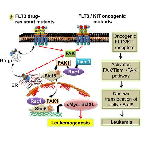 Regulation of Stat5 by FAK and PAK1 in Oncogenic FLT3 and …