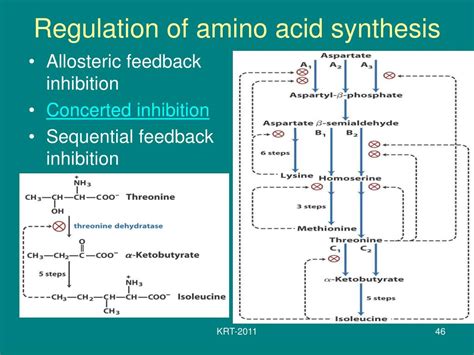 Regulation of amino acid biosynthesis.  In addition, because nucleotide...