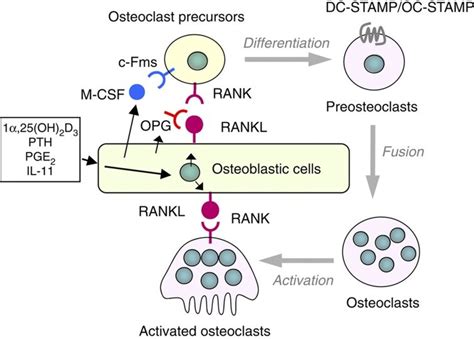 Regulation of osteoclast differentiation and function by osteoblastic