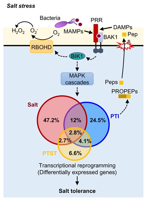 Regulation of pattern recognition receptor signalling in plants