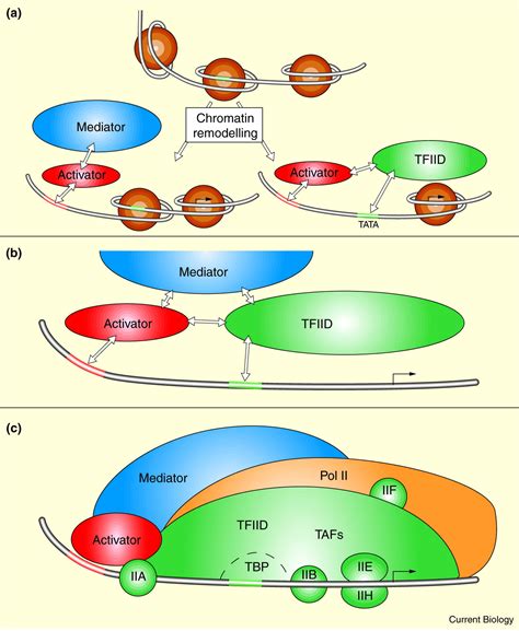 Regulation of the initiation of eukaryotic transcription - PubMed