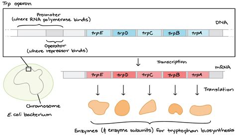 Regulation of tryptophan operon expression by …