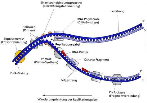 Regulationsmechanismen der genaktivität und replikation bei riesenchromosomen. - Husby: ein gräberfeld der eisenzeit in schleswig..