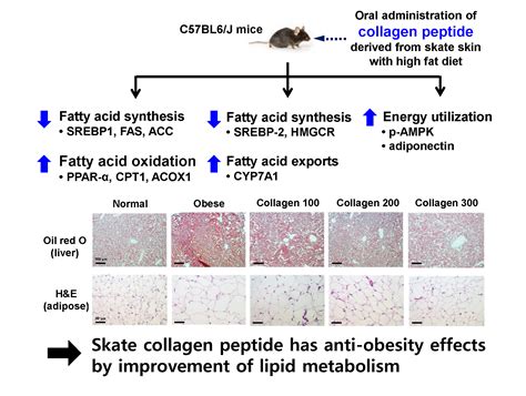 Regulatory Effects of Skate Skin-Derived Collagen Peptides with ...