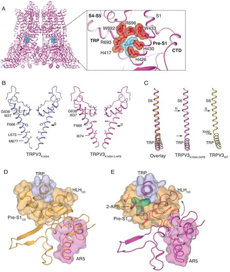 Regulatory switch at the cytoplasmic interface controls …