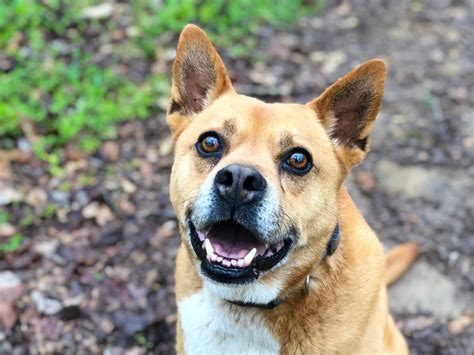 Rehome dog near me. Mid Ulster Rehoming Centre for Dogs, Stewartstown, Cookstown, United Kingdom. 42,736 likes · 2,184 talking about this · 64 were here. We rehome stray and unwanted dogs from our kennels in... 