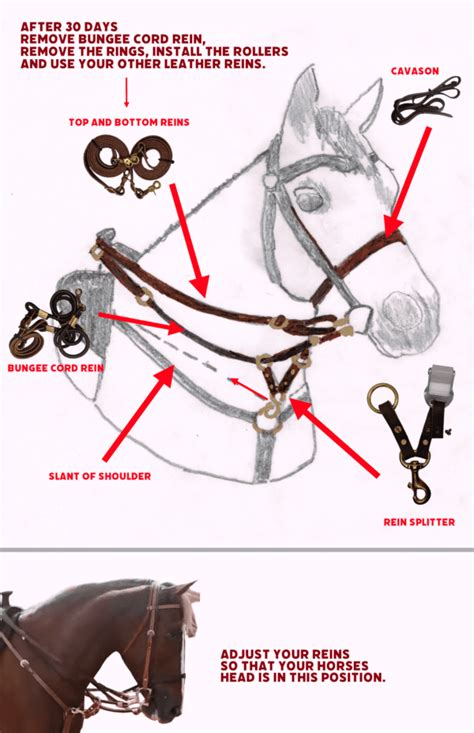 Rein in Your Horse's True Potential: The Ultimate Guide to Bearing Reins