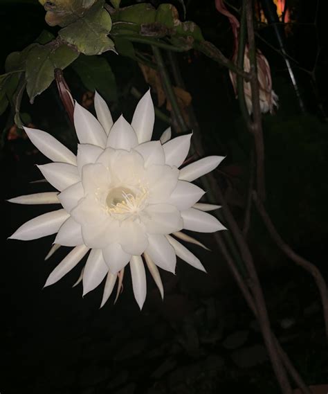Reina de la noche flower. TuMangaOnline 